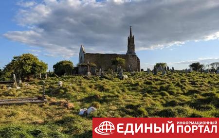 В Ирландии историки "наняли" на работу стадо овец