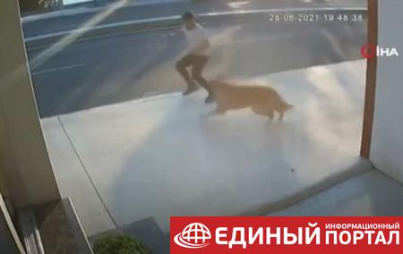 В Стамбуле мужчина попал под грузовик из-за собаки