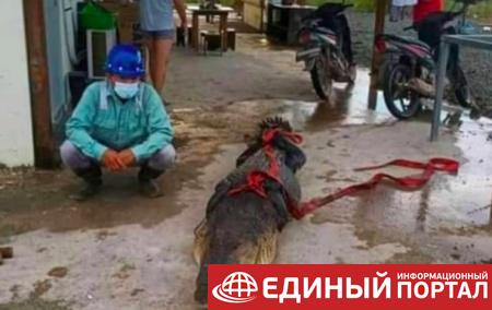 Китайским рабочим в Индонезии грозит тюрьма из-за съеденного крокодила