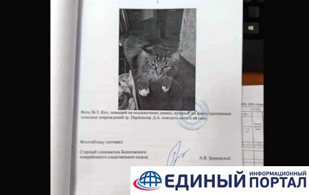 "Пояснить ничего не смог": в РФ "свидетелем" по уголовному делу стал кот