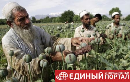 Талибан пообещал покончить с производством наркотиков в стране