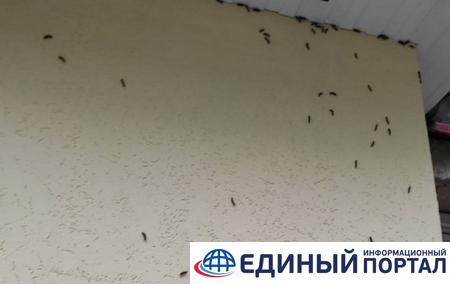 В Беларуси город заполонили гусеницы