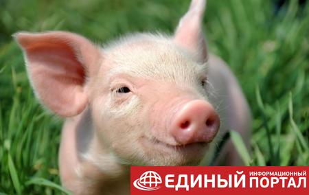 В Нидерландах аэропорт принял на работу свиней
