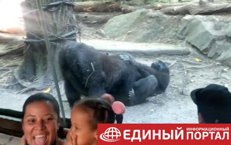В США гориллы занялись оральным сексом на глазах у посетителей зоопарка