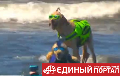 В Калифорнии определили лучшего собаку-серфингиста