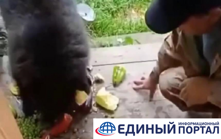 На Алтае медвежонок в поисках еды вышел к людям