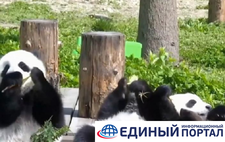 В мире за год возник бэби-бум среди панд