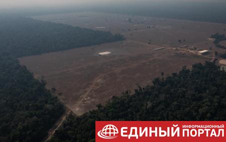 Мир договорился не рубить лес. Итоги саммита ООН