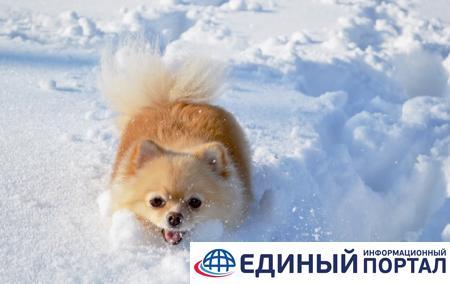 Олимпийского чемпиона искусали две маленькие собаки