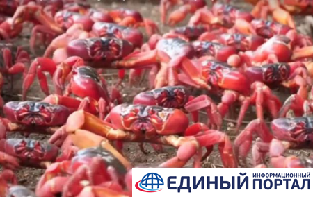 Остров Рождества заполнили миллионы красных крабов