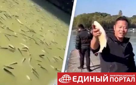 В Китае тысячи "пьяных" рыб всплыли в озере