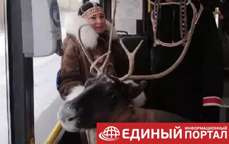 В Норильске женщина с оленем ехала в автобусе