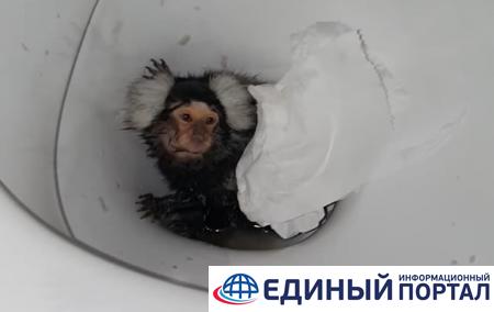Британка угощала домашнюю обезьяну кокаином и пыталась смыть ее в унитазе