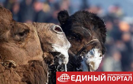 Десятки верблюдов дисквалифицировали на конкурсе красоты из-за ботокса
