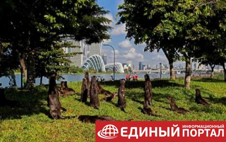 Стая выдр чуть не загрызла британца в парке Сингапура