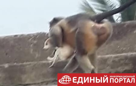 В одном из сел Индии обезьяны убили 250 собак