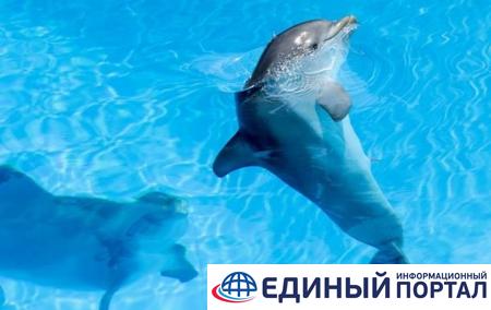 В России завели дело из-за перевозки дельфина в Украину