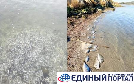 В Греции от холода погибли сотни тысяч рыб
