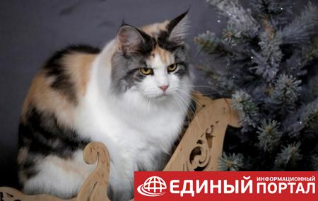 В Испании кошек и собак приравняли к членам семьи