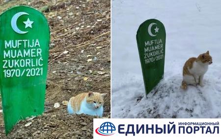 В Сербии кот живет на могиле хозяина