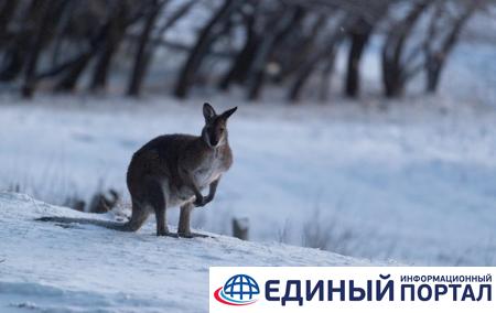 В WWF предрекли более холодный 2022 год