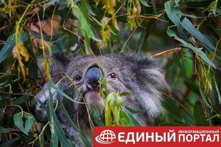 Исчезающий вид. Австралия решила беречь коал