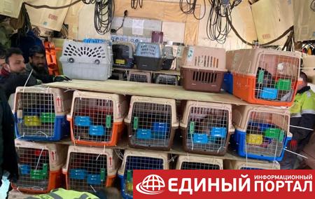 Из Кабула вывезли в Канаду сотни домашних питомцев