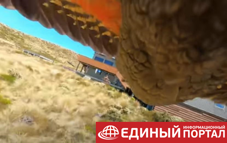 В Новой Зеландии попугай-воришка снял свой полет