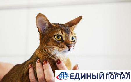 Даже кошки невыездные: животным из РФ запретили участвовать в выставках